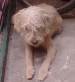 Cachorro raça Misto com podle idade 7 a 11 meses nome Scooby