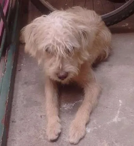 Cachorro ra a Misto com podle idade 7 a 11 meses nome Scooby