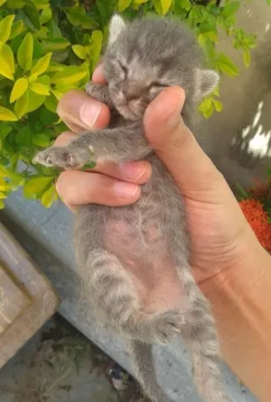 Gato raça  idade  nome não sei