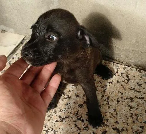 Cachorro ra a Mestiça idade Abaixo de 2 meses nome Sem nome