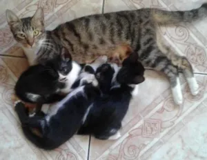 Gato raça gato idade Abaixo de 2 meses nome marcimelo