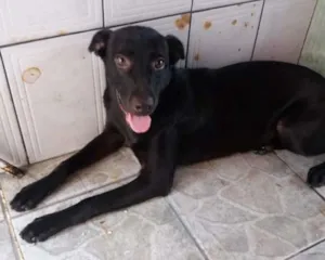 Cachorro raça vira lata  idade 6 ou mais anos nome maya