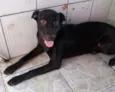 maya