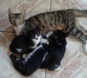 Gato raça SRD idade Abaixo de 2 meses nome pipoca