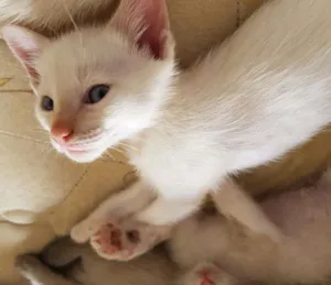 Gato raça SRD idade Abaixo de 2 meses nome Branquinho