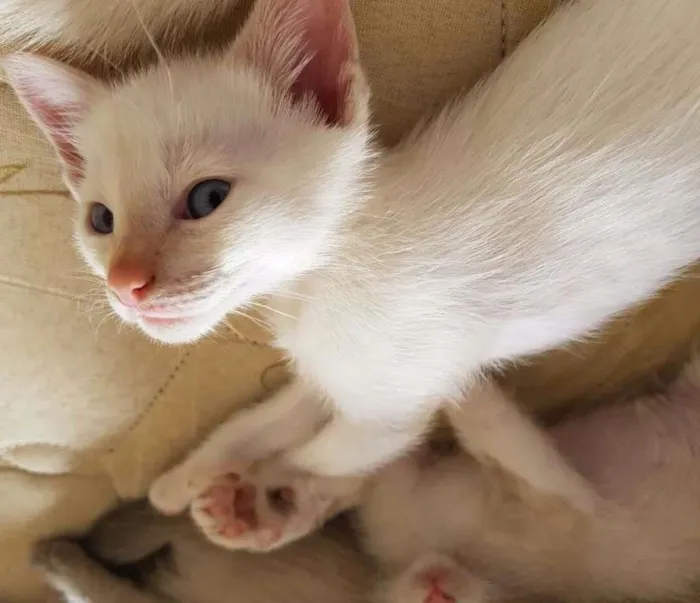 Gato ra a SRD idade Abaixo de 2 meses nome Branquinho