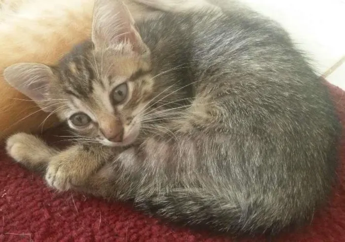 Gato ra a Sem idade 2 a 6 meses nome Jade