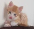 Rafa