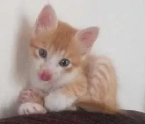 Gato raça Sem idade 2 a 6 meses nome Rafa