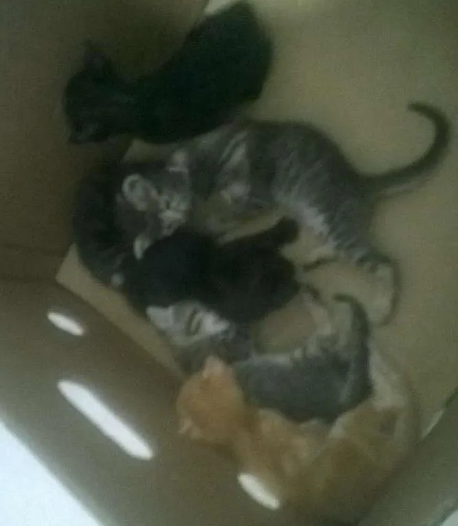 Gato ra a Gato idade Abaixo de 2 meses nome Varios