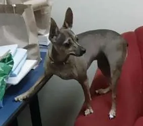 Cachorro raça Pinscher idade 4 anos nome Clotilde