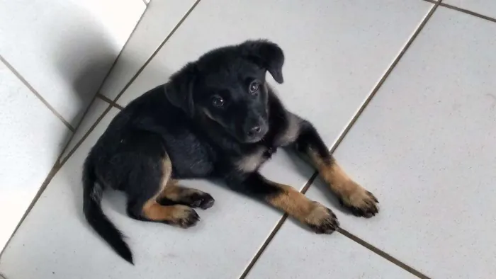 Cachorro ra a Labrador com vira-lata idade 2 a 6 meses nome Não tem nome