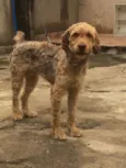 Cachorro raça vira lata idade 1 ano nome darli