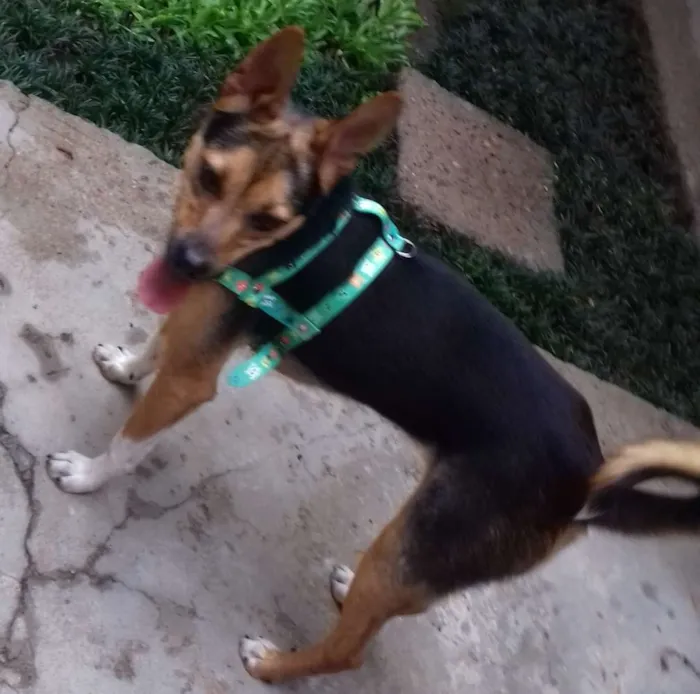 Cachorro ra a SRD idade 7 a 11 meses nome Bob