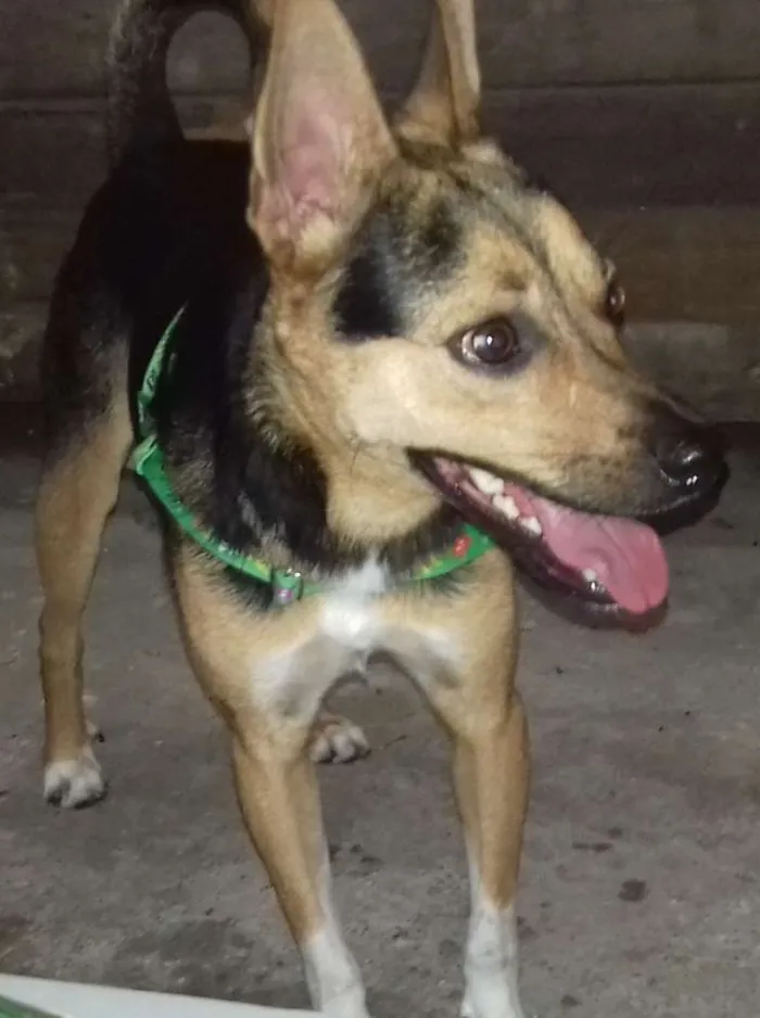 Cachorro ra a SRD idade 7 a 11 meses nome Bob