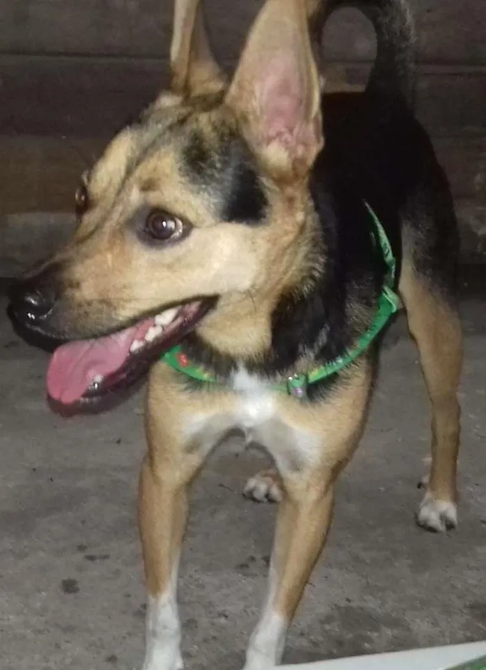 Cachorro ra a SRD idade 7 a 11 meses nome Bob