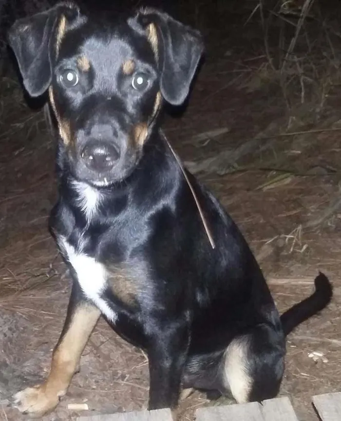 Cachorro ra a Vira Lata  idade 2 a 6 meses nome Scobar