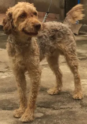 Cachorro raça vira lata idade 1 ano nome darli