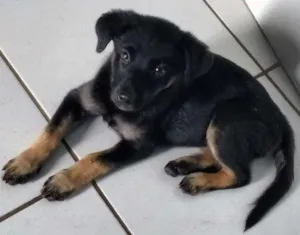 Cachorro raça Labrador com vira-lata idade 2 a 6 meses nome Não tem nome