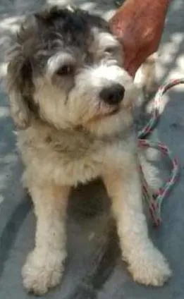 Cachorro raça poodle idade 7 a 11 meses nome Princesa Leia