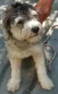 Princesa Leia