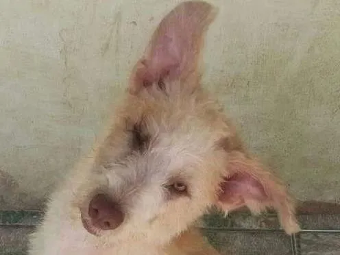 Cachorro ra a Srd idade 2 a 6 meses nome Buck