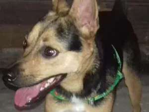 Cachorro raça SRD idade 7 a 11 meses nome Bob