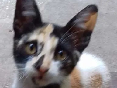 Gato raça Vira lata idade 2 a 6 meses nome Vira lata