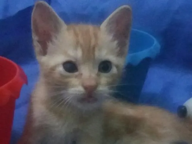 Gato ra a SEM RAÇA DEFINIDA.  idade Abaixo de 2 meses nome Sem nome. 