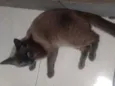 Thomas 