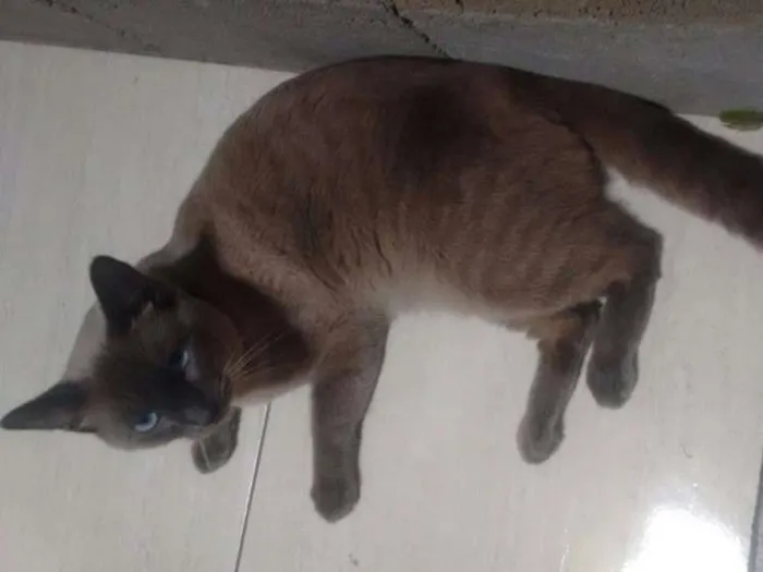Gato raça Siames idade 7 a 11 meses nome Thomas 