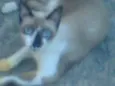 Bibi