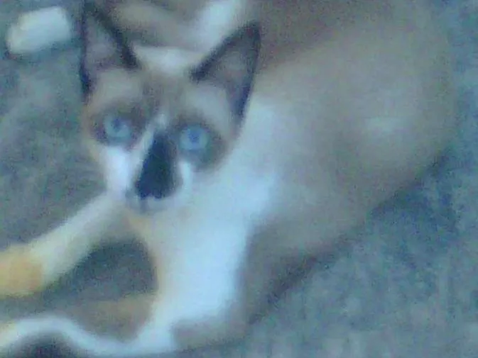Gato raça siamês idade  nome Bibi