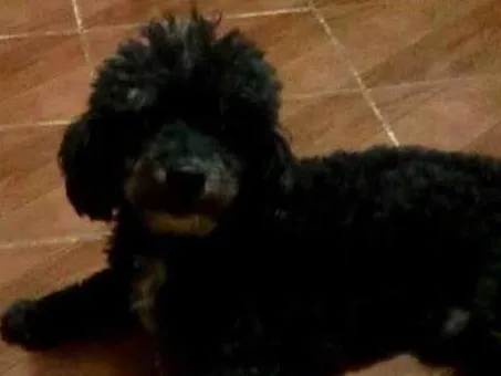 Cachorro ra a Poodle idade 6 ou mais anos nome Woody