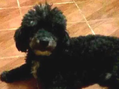 Cachorro ra a Poodle idade 6 ou mais anos nome Woody