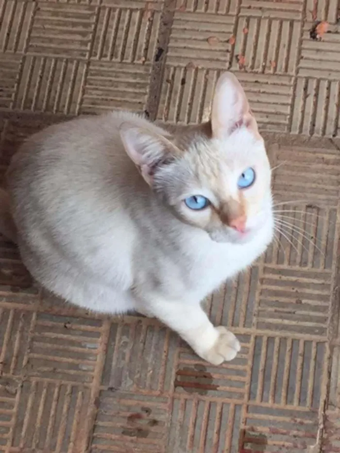 Gato ra a Brasileira idade 1 ano nome Gisele