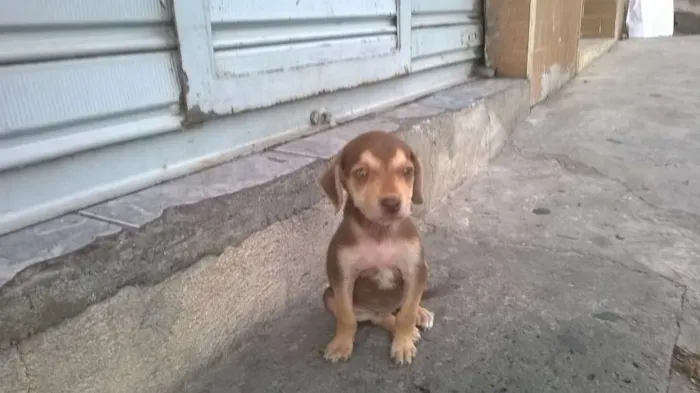 Cachorro ra a Não definida idade Abaixo de 2 meses nome Não definido