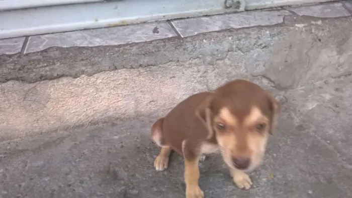 Cachorro ra a Não definida idade Abaixo de 2 meses nome Não definido