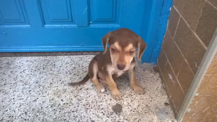 Cachorro ra a Não definida idade Abaixo de 2 meses nome Não definido