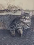 Bela