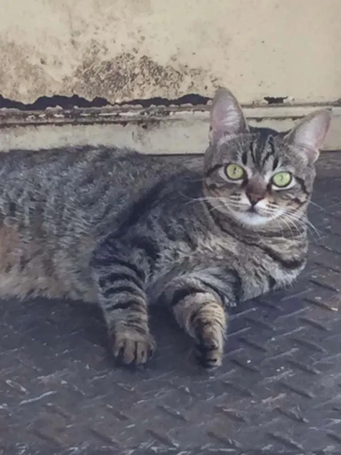 Gato ra a Brasileira idade 1 ano nome Bela