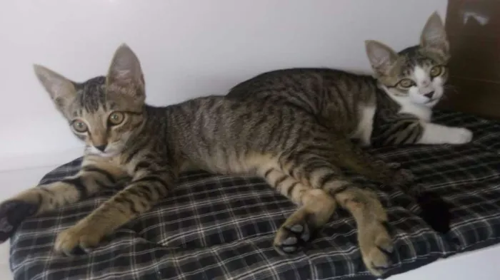 Gato ra a  idade 2 a 6 meses nome Sem nome