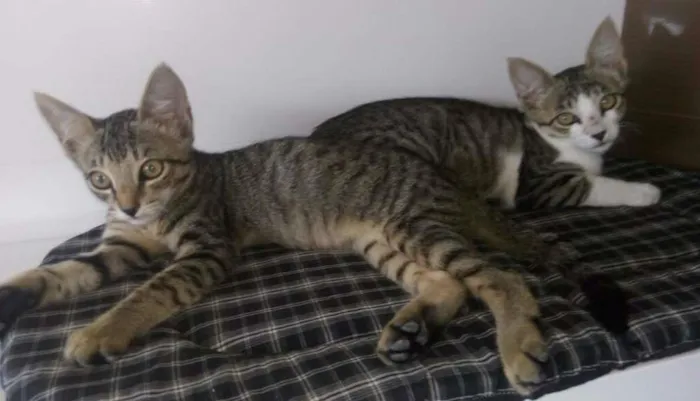 Gato ra a  idade 2 a 6 meses nome Sem nome