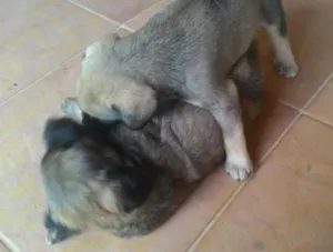 Cachorro raça  idade Abaixo de 2 meses nome Bolota e Redondinho