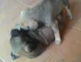 Bolota e Redondinho