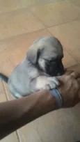 Bolota e Redondinho