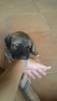 Bolota e Redondinho