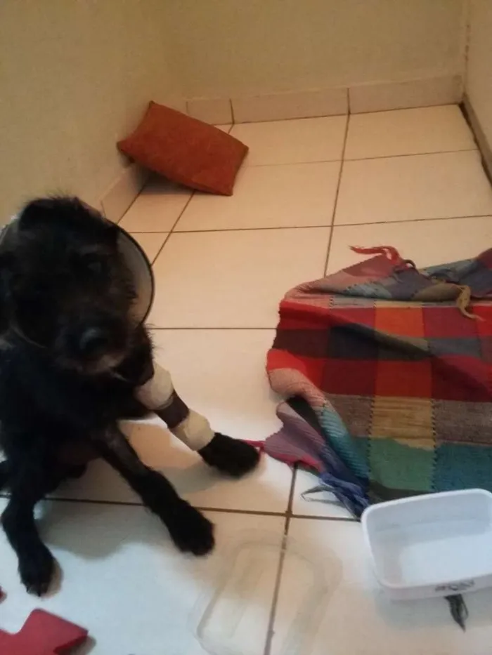 Cachorro raça Vira Lata idade 2 a 6 meses nome Sem Nome (Rabinho)