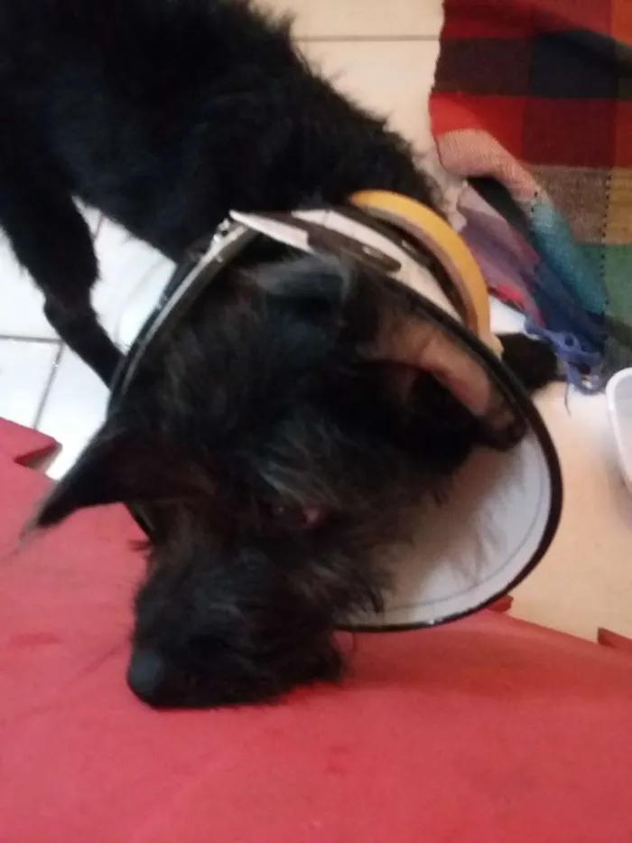 Cachorro raça Vira Lata idade 2 a 6 meses nome Sem Nome (Rabinho)