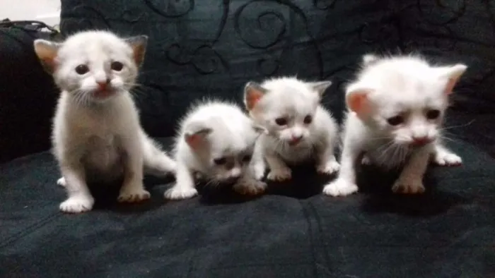 Gato raça Sem raça  idade Abaixo de 2 meses nome Max, Bell, Tita e Pi